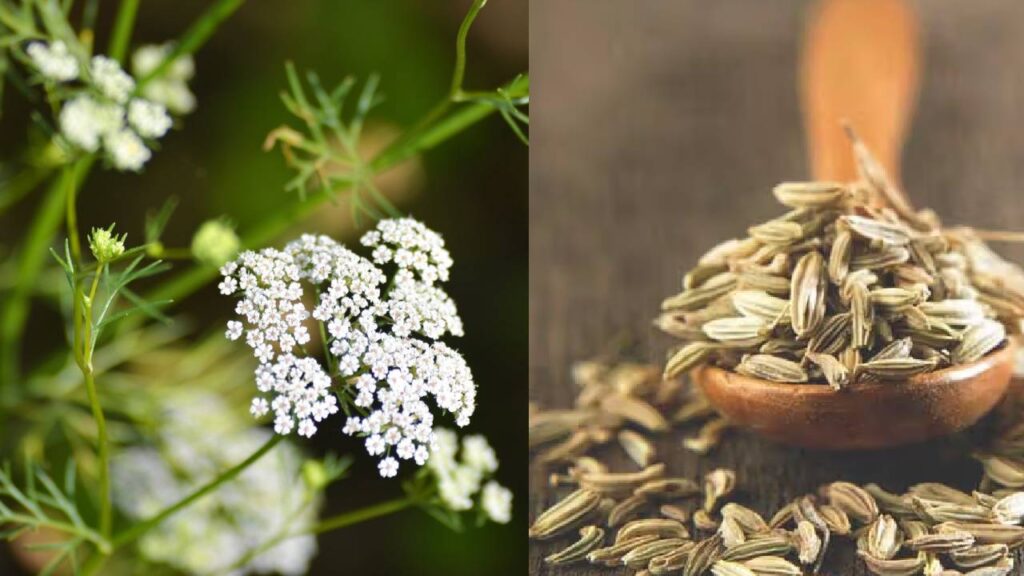 Cumin kitchen gardening