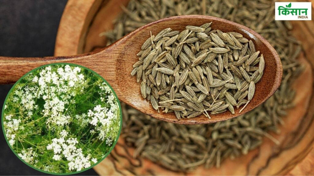 Cumin variety Jodhpur Agricultural University