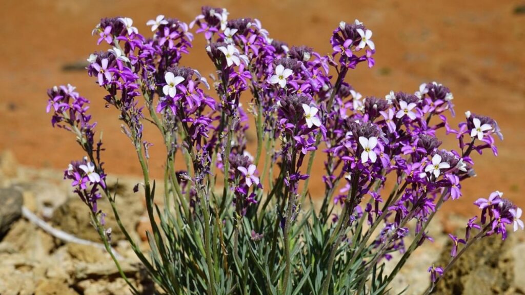 इस पौधे की कुछ खास किस्में भी हैं से बोल्स मी अवे, सनसेट एप्रिकॉट, पश्चिमी वॉलफ्लावर. इनमें सबसे ज्यादा पसंद किए जाने वाला किस्म एरिसिस्टिबल सनसेट हैं जो सूर्यास्त के रंगों के समान होते हैं. यह एक कॉम्पैक्ट पौधा है जो 18-24 इंच लंबा होता है.