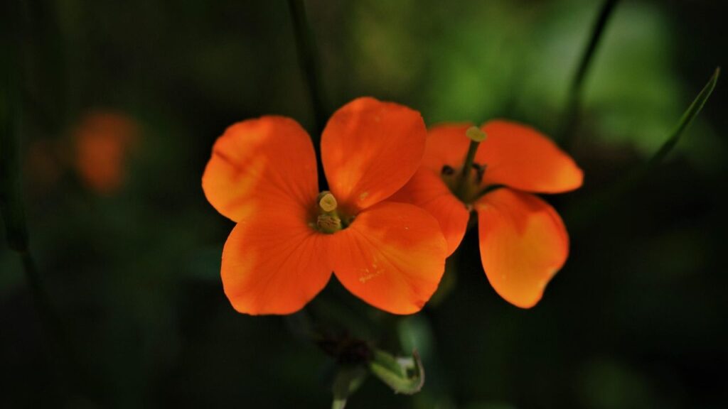 इस फूल की खुशबू से मधुमक्खियां और हमिंगबर्ड्स जैसे जीव भी अट्रैक्ट होतें हैं. इनकी पत्तियां लंबी और पतली होती हैं, बिल्कुल सन (flax) के पौधे जैसी होती हैं. वॉलफ्लावर को अगर आप पतझड़ में लगाते हैं, तो सर्दी पहली की ठंडी हवा आने से 4-6 हफ्ते पहले पौधे लगा दें ताकि जड़ें जम सकें.