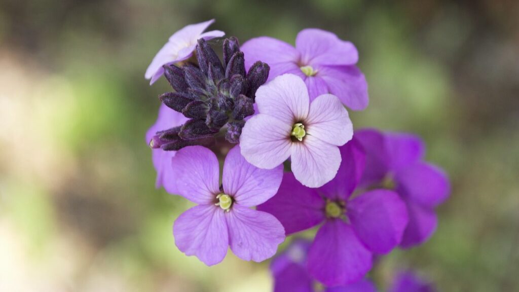 इनकी खास बात यह है कि ये फूल कम पानी, पथरीली मिट्टी, और धूप वाली जगहों के साथ लंबे समय तक खिले रहने के साथ तेज सुगंध के लिए जाने जाते हैं. इन पौधों की ऊंचाई 6 से 24 इंच तक होती है. रंगों की बात करें तो इनमें कई खूबसूरत शेड्स होते हैं. 
