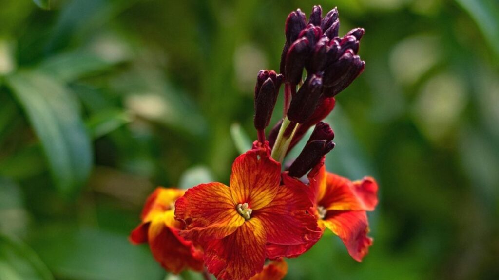 इन पौधों को तेज धूप या छाया में भी लगाया जा सकता है. खास बात यह है कि इन्हें बहुत उपजाऊ मिट्टी और  किसी प्रकार की खाद की जरूरत नहीं पड़ती हैं बल्कि ये सूखी, पथरीली मिट्टी में यह अच्छे से खिलते हैं. 