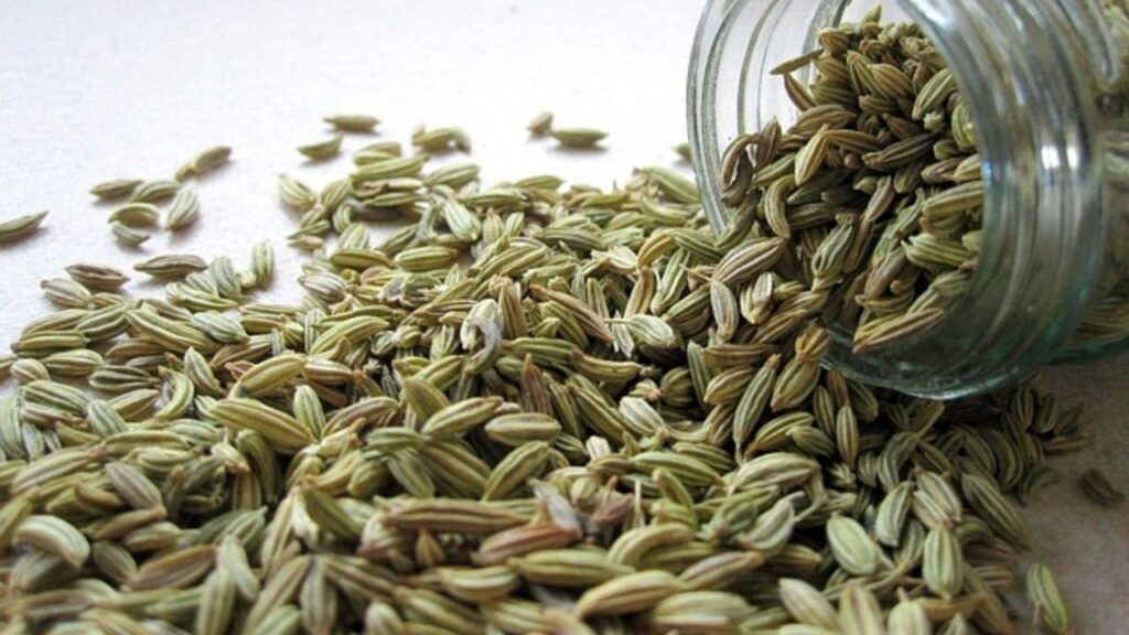 Fennel Farming Guide: Profitable Spice Crop with Health Benefits and Easy Cultivation Tips