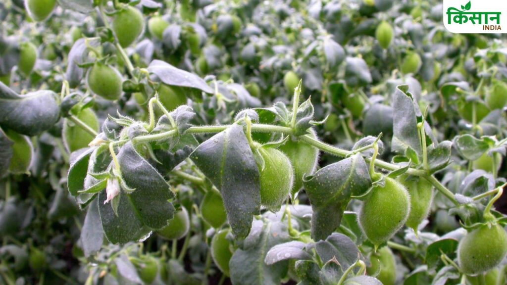 Chickpea Farming wilt disease