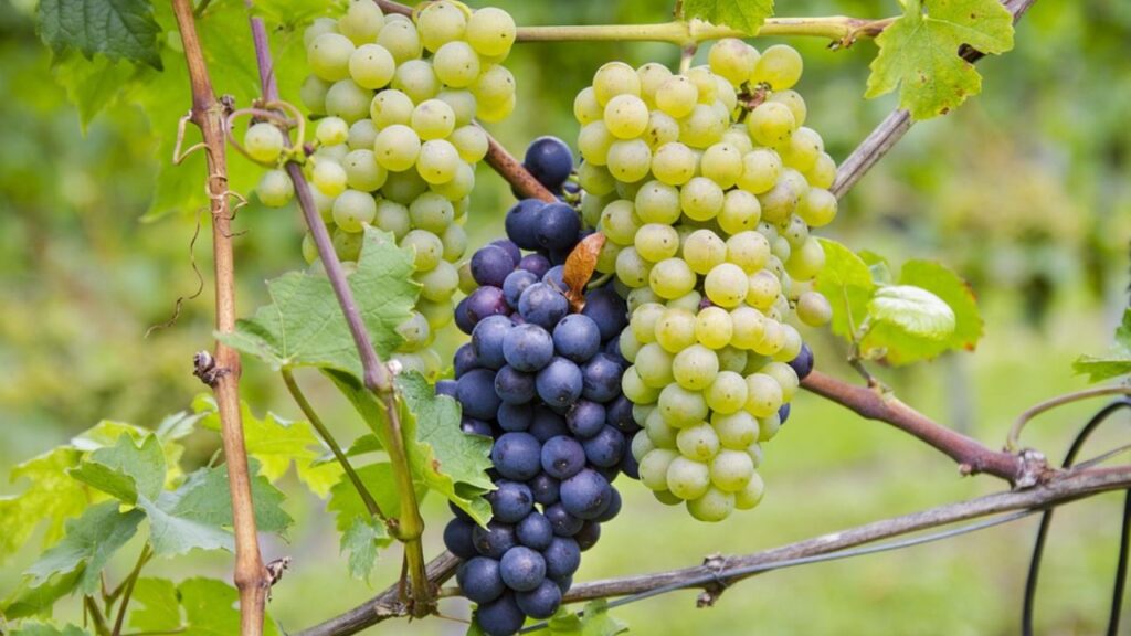 Heavy Rain Threatens Nashik’s Grape Harvest: Production Could Drop by 40%