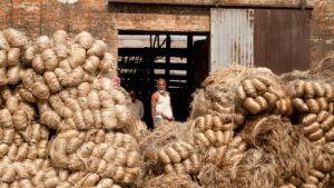 केंद्र सरकार ने कच्चे जूट का MSP 275 रुपये बढ़ाया, किसानों से खरीद के लिए 430 करोड़ का ऐलान