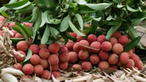 लीची की खेती करने वाले किसान रहें सतर्क, इन कीटों से फसल को होता है बड़ा नुकसान