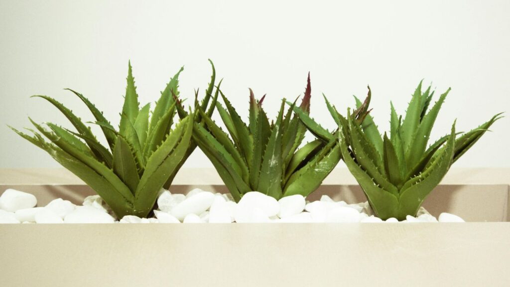 एलोवेरा को 'घृतकुमारी' भी कहा जाता है. इसका गूदा चेहरे के लिए मॉइस्चराइजर के रूप में बेस्ट माना जाता है, वहीं पेट से जुड़ी परेशानियों में भी यह काफी फायदेमंद होता है. छोटे-मोटे कटने, जलने या स्किन एलर्जी में एलोवेरा लगाने से तुरंत राहत मिलती है. एलोवेरा को 'घृतकुमारी' भी कहा जाता है. इसका गूदा चेहरे के लिए मॉइस्चराइजर के रूप में बेस्ट माना जाता है, वहीं पेट से जुड़ी परेशानियों में भी यह काफी फायदेमंद होता है. छोटे-मोटे कटने, जलने या स्किन एलर्जी में एलोवेरा लगाने से तुरंत राहत मिलती है.