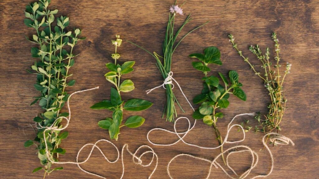 जिनमें एलोवेरा, तुलसी, पुदीना, लेमन बाम और करी पत्ते जैसे पौधे शामिल हैं. ये पौधे न सिर्फ घर की खूबसूरती बढ़ाते हैं, बल्कि सेहत को भी दुरुस्त रखते हैं. साथ ही इन पौधों को घर के बगीचे में लगाना एक बार की मेहनत है, लेकिन इसका फायदा सालों तक मिलता है. जिनमें एलोवेरा, तुलसी, पुदीना, लेमन बाम और करी पत्ते जैसे पौधे शामिल हैं. ये पौधे न सिर्फ घर की खूबसूरती बढ़ाते हैं, बल्कि सेहत को भी दुरुस्त रखते हैं. साथ ही इन पौधों को घर के बगीचे में लगाना एक बार की मेहनत है, लेकिन इसका फायदा सालों तक मिलता है.