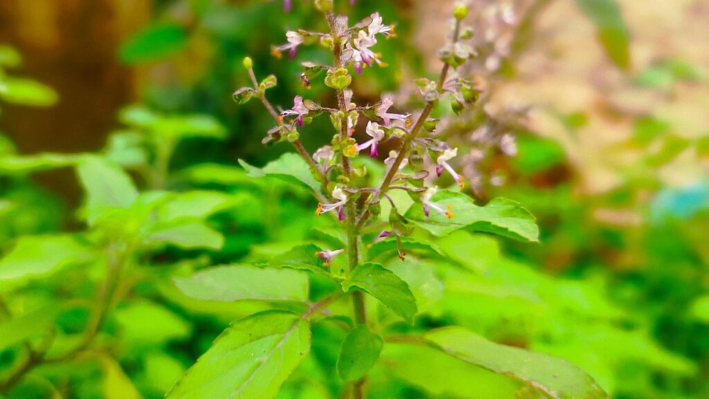 भारतीय घरों में तुलसी का धार्मिक और औषधीय दोनों तरह का महत्व है. इसका काढ़ा सर्दी-जुकाम से लेकर गले की खराश तक में बेहद असरदार होता है. तुलसी की पत्तियां इम्यूनिटी बूस्ट करने में भी मदद करती हैं. आप चाहे तो इसे नियमित तौर पर चाय के रूप में भी इस्तेमाल कर सकते हैं. भारतीय घरों में तुलसी का धार्मिक और औषधीय दोनों तरह का महत्व है. इसका काढ़ा सर्दी-जुकाम से लेकर गले की खराश तक में बेहद असरदार होता है. तुलसी की पत्तियां इम्यूनिटी बूस्ट करने में भी मदद करती हैं. आप चाहे तो इसे नियमित तौर पर चाय के रूप में भी इस्तेमाल कर सकते हैं.