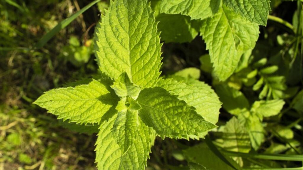 पुदीना पेट की गैस, अपच और मुंह की बदबू जैसी कई समस्याओं में भी कारगर है. गर्मियों में पुदीना का सेवन शरीर को ठंडक देने के साथ यह त्वचा के लिए भी फायदेमंद होता है. इस पौधे को ज्यादा देख रेख की जरूरत नहीं पड़ती साथ ही इसकी ग्रोथ भी जल्दी होती है. पुदीना पेट की गैस, अपच और मुंह की बदबू जैसी कई समस्याओं में भी कारगर है. गर्मियों में पुदीना का सेवन शरीर को ठंडक देने के साथ यह त्वचा के लिए भी फायदेमंद होता है. इस पौधे को ज्यादा देख रेख की जरूरत नहीं पड़ती साथ ही इसकी ग्रोथ भी जल्दी होती है.