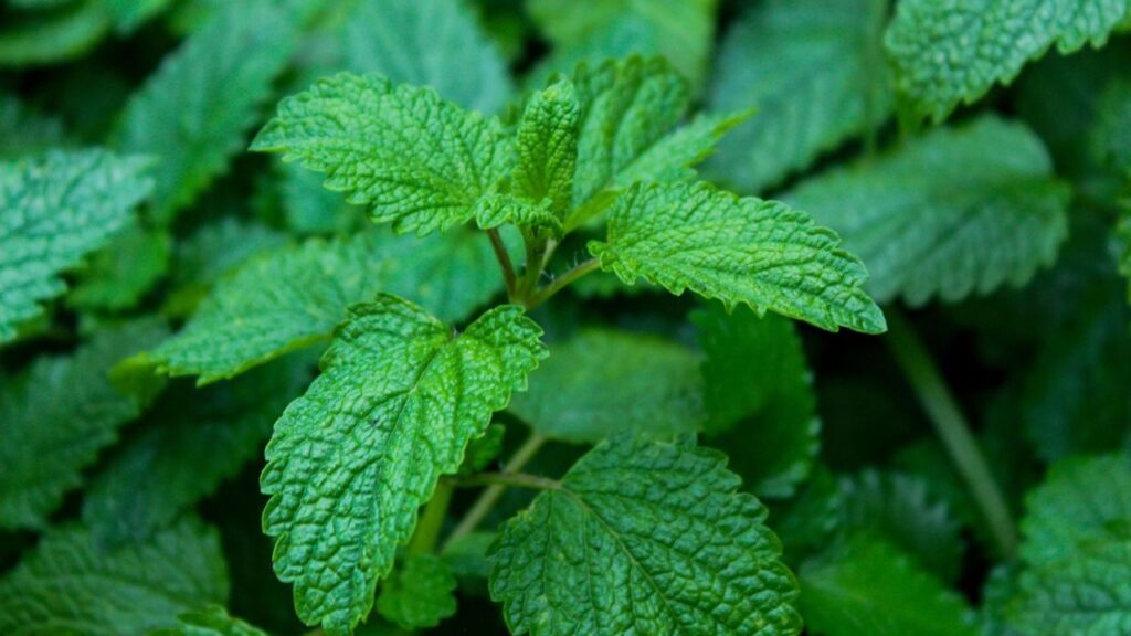 लेमन बाम एक बहुत ही खुशबूदार पौधा है जो तनाव और बेचैनी को कम करने में मदद करता है. इसकी पत्तियों का सेवन करने से नींद अच्छी आती है और यह पौधा मच्छरों को दूर भगाने में भी मदद करता है. घर के बगीचे में यह बहुत सुंदर दिखता है और वातावरण को खुशबूदार बनाता है. लेमन बाम एक बहुत ही खुशबूदार पौधा है जो तनाव और बेचैनी को कम करने में मदद करता है. इसकी पत्तियों का सेवन करने से नींद अच्छी आती है और यह पौधा मच्छरों को दूर भगाने में भी मदद करता है. घर के बगीचे में यह बहुत सुंदर दिखता है और वातावरण को खुशबूदार बनाता है.