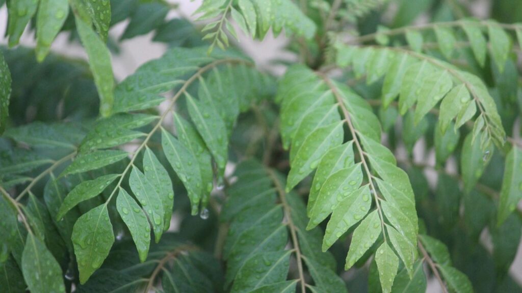 करी पत्ते का इस्तेमाल भारतीय खाने में खूब होता है. इसमें मौजूद एंटीऑक्सीडेंट और विटामिन पाचन को बेहतर बनाने के साथ ब्लड शुगर को नियंत्रित करते हैं. वहीं यह बालों को झड़ने से रोकते हैं और डाइजेशन की समसयां को भी दूर करता हैं. इसके पत्तों का रस शरीर के लिए फायदेमंद होता हैं. करी पत्ते का इस्तेमाल भारतीय खाने में खूब होता है. इसमें मौजूद एंटीऑक्सीडेंट और विटामिन पाचन को बेहतर बनाने के साथ ब्लड शुगर को नियंत्रित करते हैं. वहीं यह बालों को झड़ने से रोकते हैं और डाइजेशन की समसयां को भी दूर करता हैं. इसके पत्तों का रस शरीर के लिए फायदेमंद होता हैं.