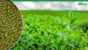 फेल हो रहा दलहन मिशन? मूंग खरीद नहीं होने से 4 हजार का घाटा झेल रहे 1.50 लाख किसान