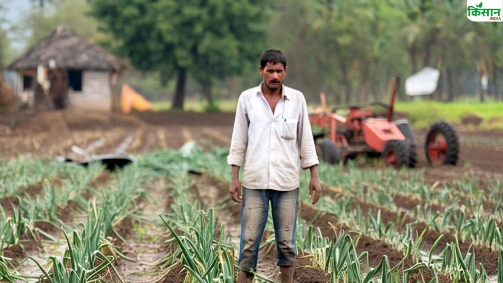 Onion crop ruined due to rain