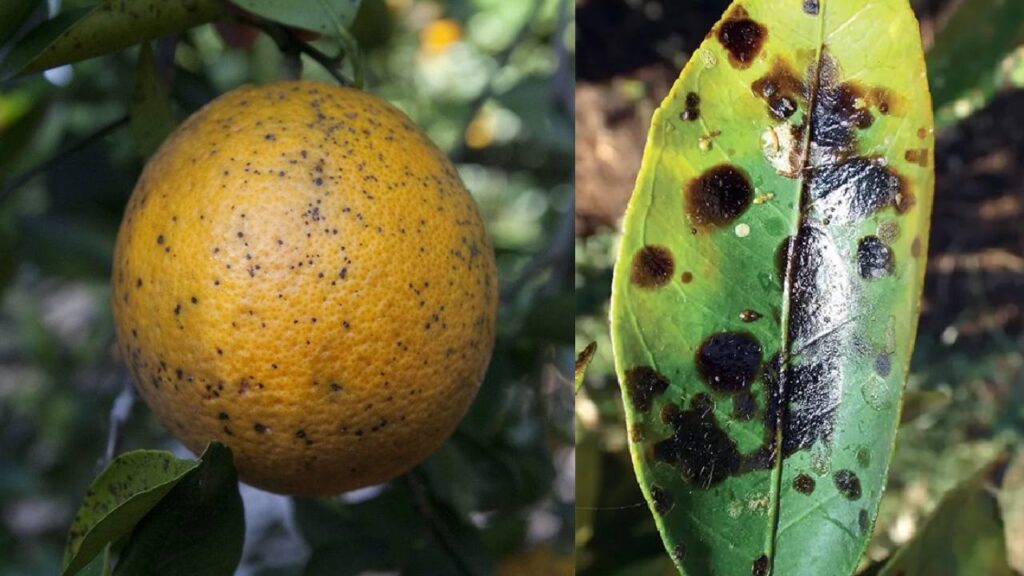 Citrus Blight Alert: How Orange Farmers Can Protect Their Crops from Deadly Leaf and Fruit Spot Disease