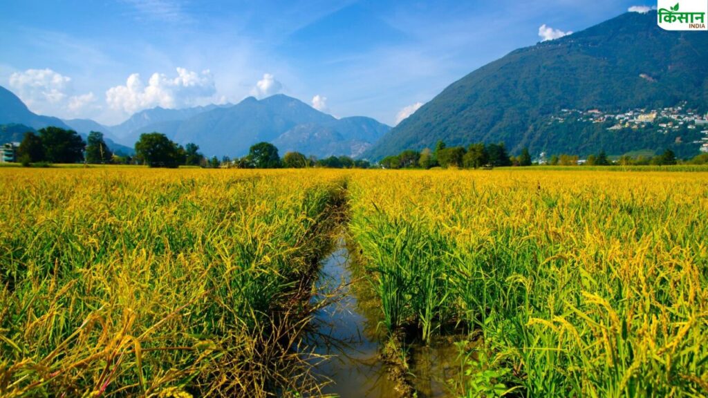 paddy harvesting
