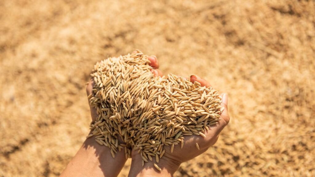 paddy procurement