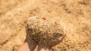 धान खरीद की रफ्तार पड़ी धीमी, क्रय केंद्रों पर बोरी और भंडारण की भारी कमी.. किसान परेशान