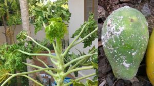 पपीते की खेती में बड़ा नुकसान! जानें पत्तियां मुड़ने और फल झड़ने का सही इलाज पपीते की खेती में बड़ा नुकसान! जानें पत्तियां मुड़ने और फल झड़ने का सही इलाज