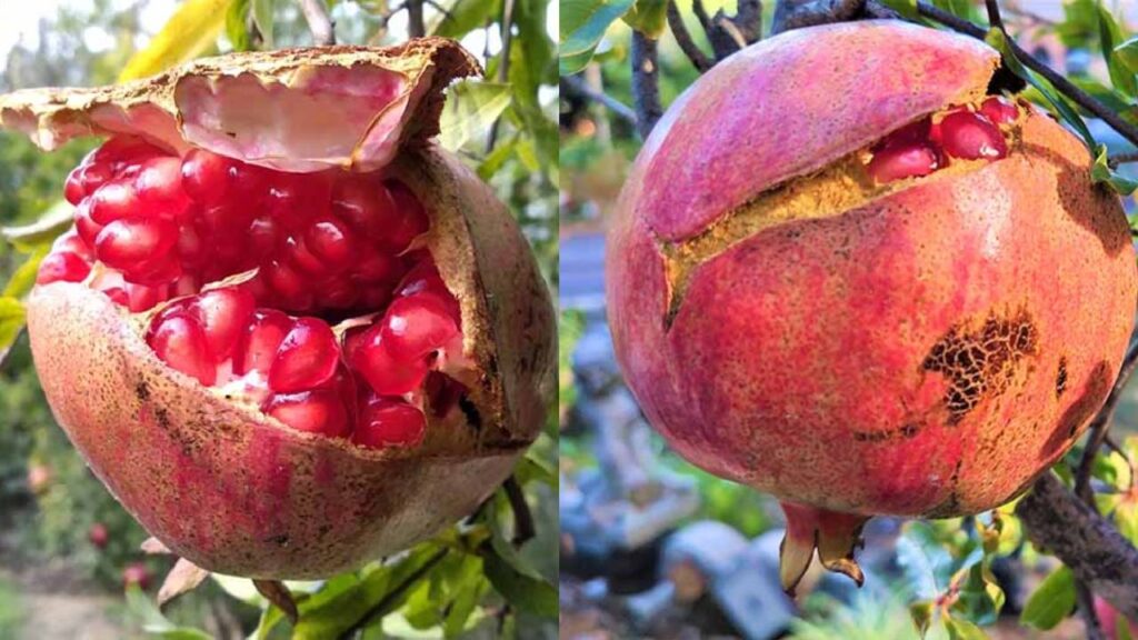 Why Pomegranates Split and How to Prevent It: Easy Tips for Healthy, Market-Ready Fruits