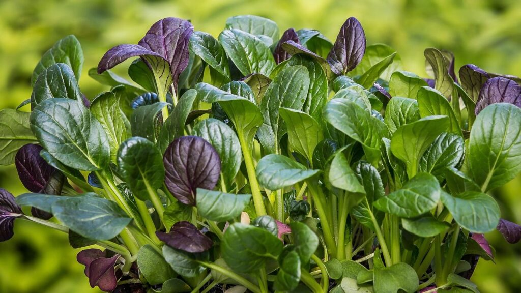 How to Grow Spinach for Maximum Profit: Expert Tips for High Yield
