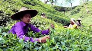 ठंड में चाय की पत्तियों की तोड़ाई पर लगे रोक, छोटे उत्पादकों की टी बोर्ड से अपील, जानिए क्यों