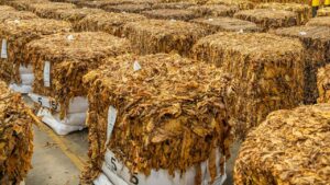 तंबाकू किसानों ने जताई चिंता, एक्साइज ड्यूटी में बढ़ोतरी से कारोबार हो सकता है प्रभावित तंबाकू किसानों ने जताई चिंता, एक्साइज ड्यूटी में बढ़ोतरी से कारोबार हो सकता है प्रभावित