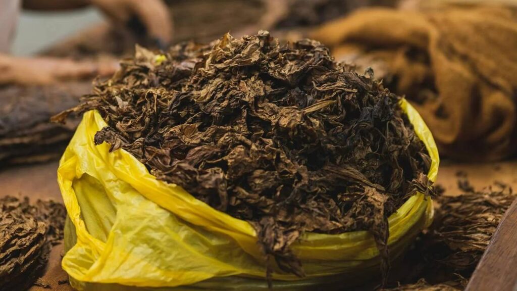 Indian Tobacco Farmers Hit Hard as Prices Plunge and Demand Falls