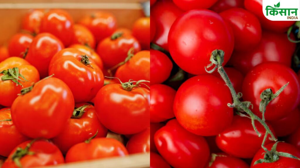 Tomato prices rise