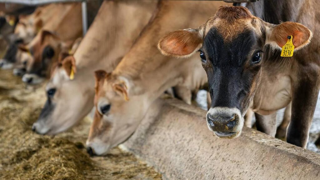 Himachal Deploys 44 Mobile Veterinary Units