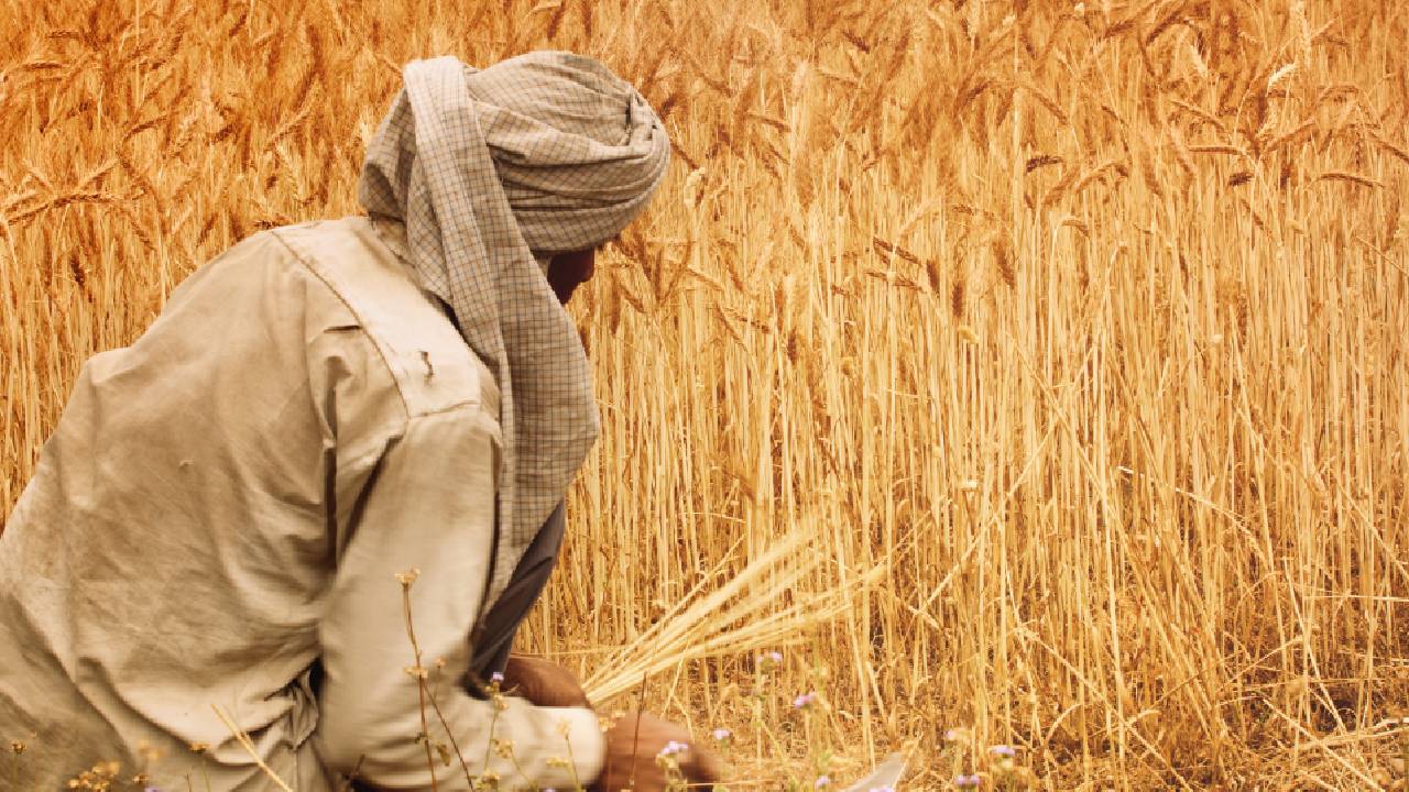 Unseasonal Rain Hailstorm Wheat Crop Damage Up Bihar Punjab Yield Loss 15 Percent India 2026