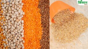 गेहूं को छोड़कर कई फसलों की कीमत में भारी गिरावट, MSP से भी कम हैं मंडी रेट