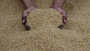 हरियाणा में गेहूं घोटाला..गोदाम से 1500 बोरी अनाज गायब, इंस्पेक्टर को नोटिस जारी! हरियाणा में गेहूं घोटाला..गोदाम से 1500 बोरी अनाज गायब, इंस्पेक्टर को नोटिस जारी!