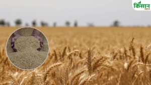 अमेरिका का दावा- भारत में रिकॉर्ड तोड़ होगा गेहूं का उत्पादन, इस वजह से बढ़ी पैदावार