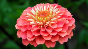 रंग-बिरंगे जिनिया प्लांट से महकेगा घर, देखभाल का सही तरीका जान लें