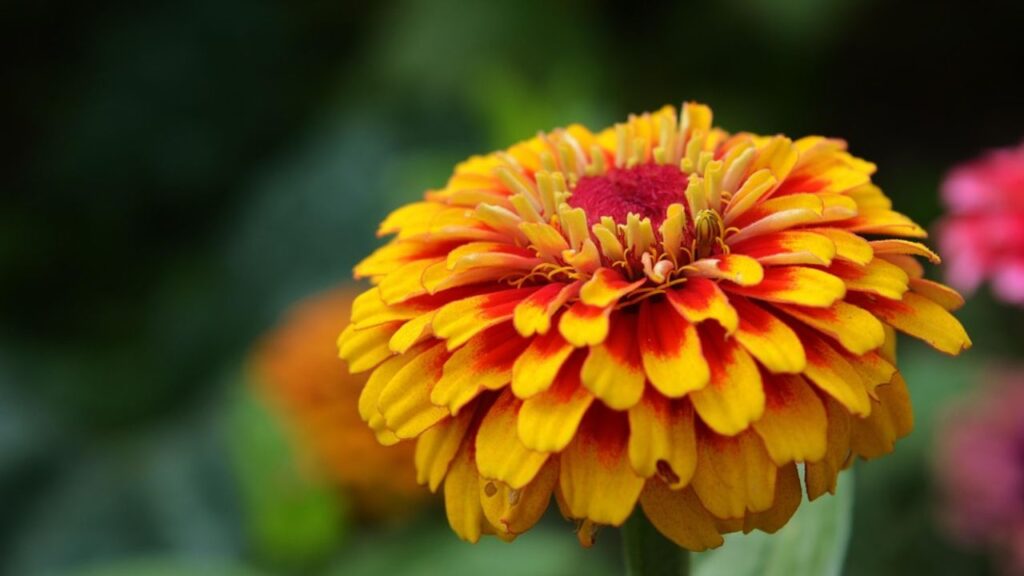 गर्मी के मौसम में जब ज्यादातर पौधे मुरझा जाते हैं, तब भी एक फूल ऐसा है जो पूरी रौनक के साथ खिला रहता है. यह अपने चटकदार रंगों और कम देखभाल के कारण काफी लोकप्रिय होता जा रहा है. 