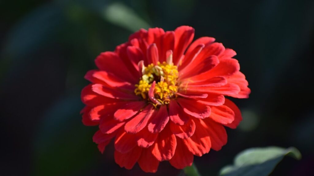 अगर आप अपने बगीचे को रंग-बिरंगे फूलों से सजाना चाहते हैं, तो जिनिया एक शानदार विकल्प हो सकता है. इस फूल की खासियत है कि यह तेज़ धूप और गर्म मौसम में भी शानदार तरीके से खिलता है.