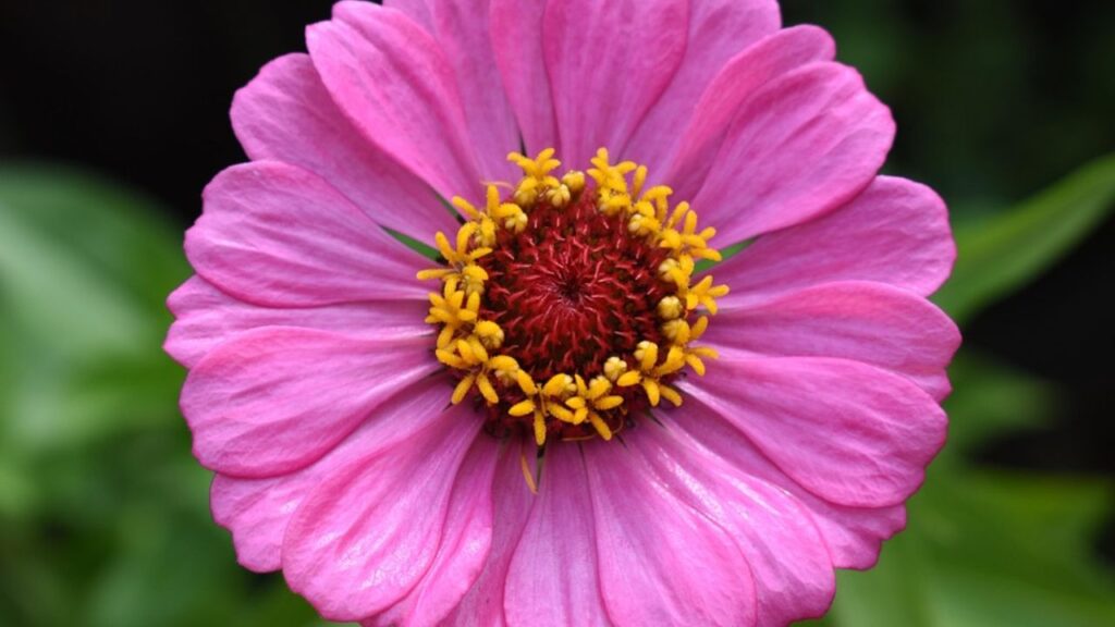 जिनिया एक वार्षिक पौधा है, यानी इसे हर साल नए सिरे से बोना पड़ता है. यह पौधा उत्तर और मध्य अमेरिका से जुड़ा हुआ है, लेकिन अब भारत सहित कई देशों में इसकी खूब मांग है.