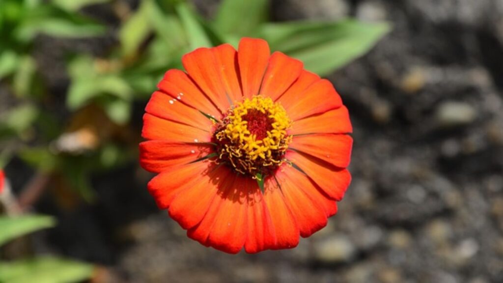 इसके पौधे की ऊंचाई आमतौर पर 1 से 3 फीट तक होती हैं और यह 8 से 12 इंच तक फैल सकता है. जिनिया फूल कई रंगों के होते हैं, जिनमें गुलाबी, बैंगनी, पीला, नारंगी, सफेद, और लाल शामिल हैं. 