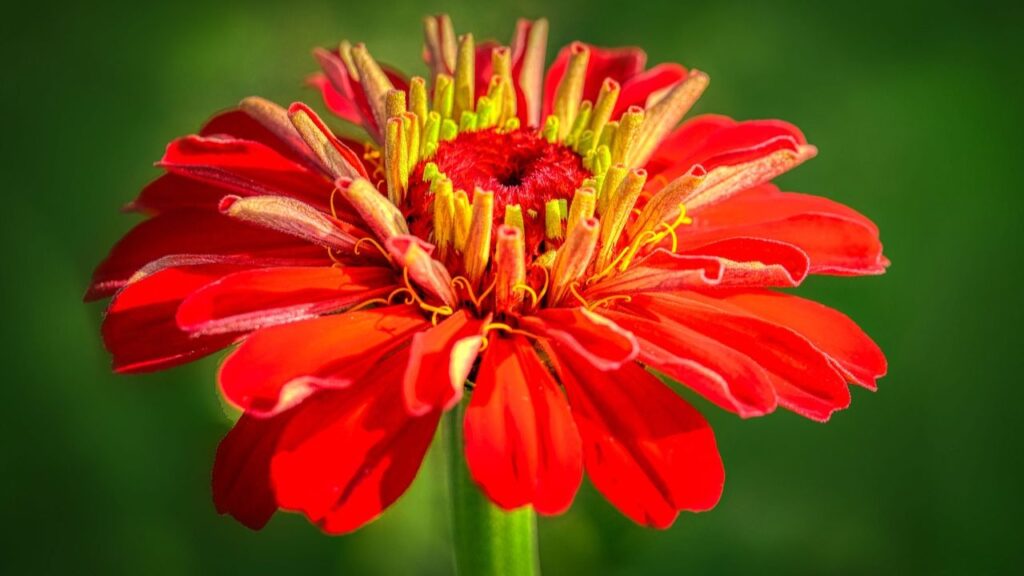 जिनिया को ज्यादा देखभाल की जरूरत नहीं होती. यह तेज धूप में अच्छे से बढ़ता है और अच्छी जल निकासी वाली मिट्टी बेहतर मानी जाती है. हफ्ते में एक-दो बार पौधों को पानी देना काफी होता है. 