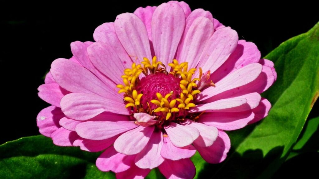 इन पौधे को आप बीज से आसानी से उगा सकते हैं. इन बीजों को ज्यादा गहराई में न बोएं सिर्फ 1/4 इंच नीचे बोना काफी होता है. मिट्टी को थोड़ा नम रखें ताकि अंकुरण जल्दी हो सकें.