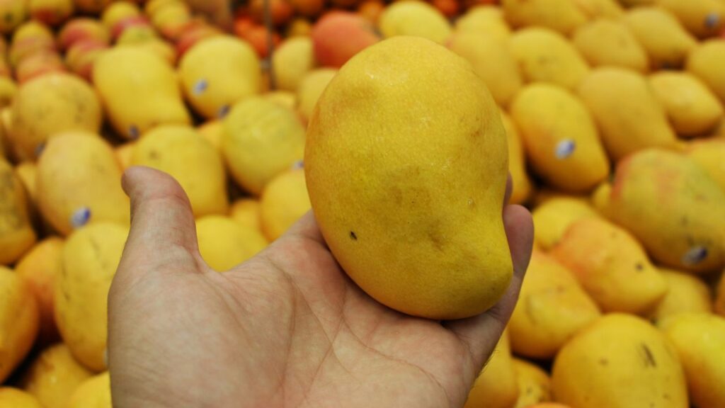 यह आम मलिहाबाद स्थित उनके बाग में विशेष ग्राफ्टिंग तकनीक से उगाया गया है. यही तकनीक उन्हें आमों की नई-नई किस्में विकसित करने के लिए प्रसिद्ध बनाती है.