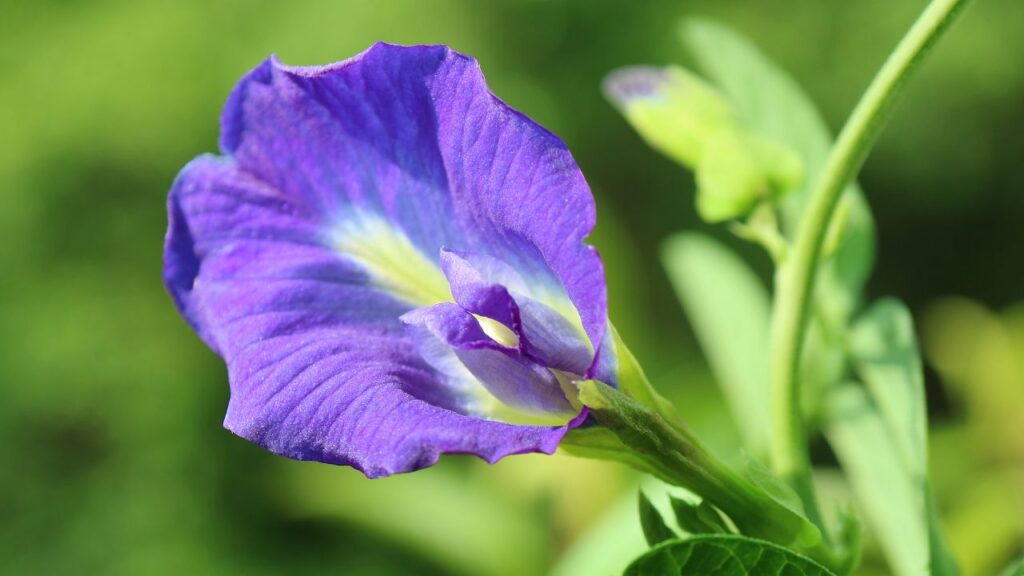 अपराजिता के नीले और सफेद फूल विशेष रूप से भगवान विष्णु और शिव को समर्पित किए जाते हैं. इन फूलों से पूजा करने पर मनोकामनाएं पूर्ण होती हैं और जीवन में आध्यात्मिक ऊर्जा आती है.