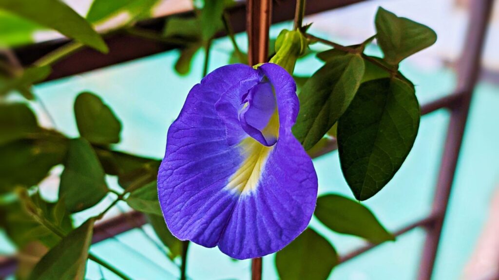 इस पौधे को 