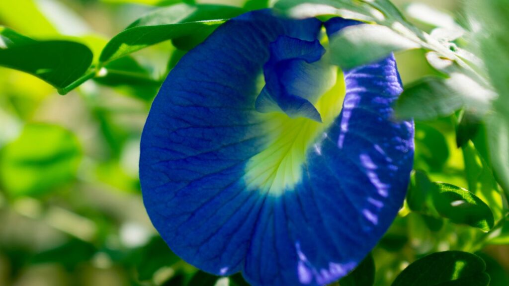 'अपराजिता' का अर्थ होता है जो कभी पराजित न हो. इस पौधे को घर में लगाने से आत्मविश्वास और सकारात्मक ऊर्जा बढ़ती है, जिससे व्यक्ति जीवन में हर क्षेत्र में सफलता की ओर बढ़ता है.