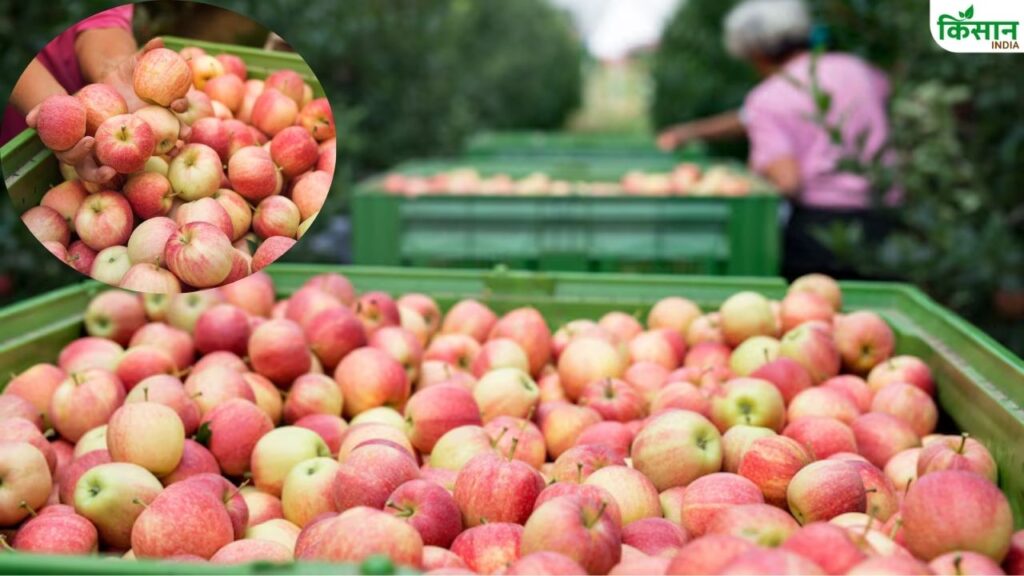 First consignment of Garhwali apples shipped from Dehradun to Dubai, boosting Uttarakhand’s agricultural exports