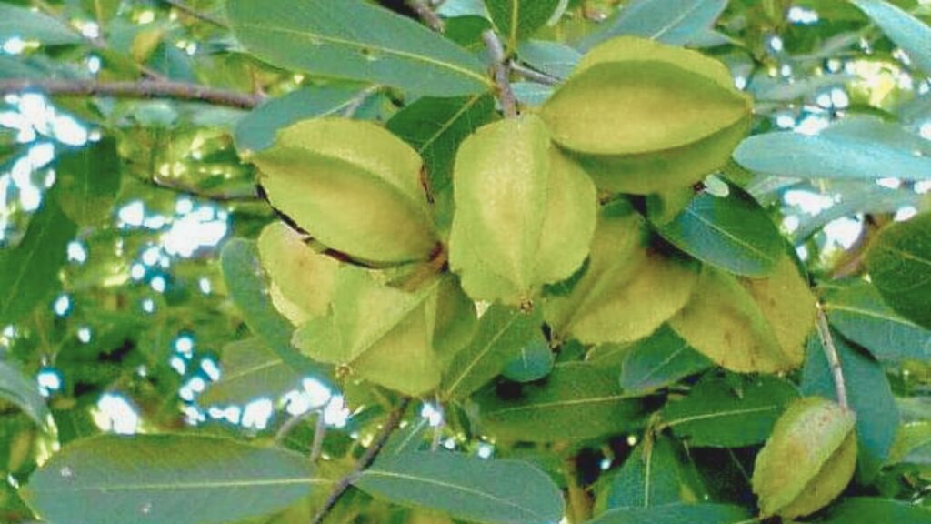 अर्जुन की छाल में फ्लेवोनॉइड्स और एंटीऑक्सीडेंट्स पाए जाते हैं, जो हृदय की मांसपेशियों को मजबूत बनाते हैं. यह रक्तचाप को संतुलित रखने में मदद करता है और हार्ट अटैक या स्ट्रोक जैसे गंभीर रोगों का खतरा घटाता है. अर्जुन की छाल में फ्लेवोनॉइड्स और एंटीऑक्सीडेंट्स पाए जाते हैं, जो हृदय की मांसपेशियों को मजबूत बनाते हैं. यह रक्तचाप को संतुलित रखने में मदद करता है और हार्ट अटैक या स्ट्रोक जैसे गंभीर रोगों का खतरा घटाता है.