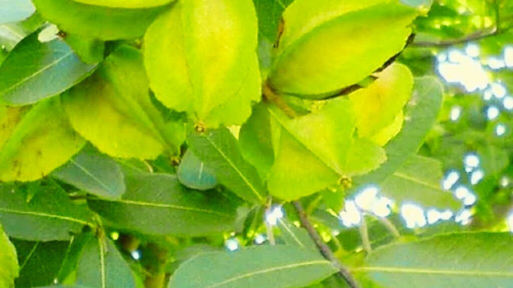 अर्जुन पानी लिवर को डिटॉक्स करता है यानी शरीर से विषैले पदार्थ बाहर निकालता है. इससे न सिर्फ मेटाबॉलिज्म बेहतर होता है बल्कि पूरे दिन थकावट महसूस नहीं होती और ऊर्जा बनी रहती है. अर्जुन पानी लिवर को डिटॉक्स करता है यानी शरीर से विषैले पदार्थ बाहर निकालता है. इससे न सिर्फ मेटाबॉलिज्म बेहतर होता है बल्कि पूरे दिन थकावट महसूस नहीं होती और ऊर्जा बनी रहती है.