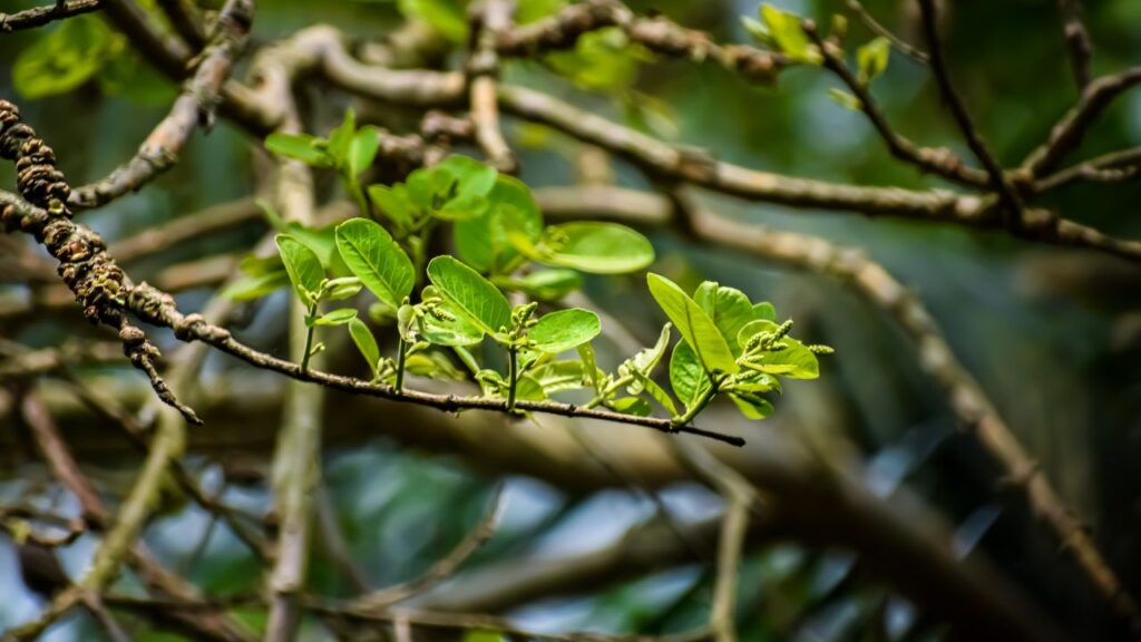 UP के चिकित्सक डॉ. मोहसिन जमाल बताते हैं कि, इसमें एंटीबैक्टीरियल और एंटी-इंफ्लेमेटरी गुण मौजूद होते हैं, जो शरीर को सर्दी, खांसी और वायरल जैसी आम बीमारियों से बचाते हैं. इसके नियमित सेवन से इम्यून सिस्टम मजबूत होता है. UP के चिकित्सक डॉ. मोहसिन जमाल बताते हैं कि, इसमें एंटीबैक्टीरियल और एंटी-इंफ्लेमेटरी गुण मौजूद होते हैं, जो शरीर को सर्दी, खांसी और वायरल जैसी आम बीमारियों से बचाते हैं. इसके नियमित सेवन से इम्यून सिस्टम मजबूत होता है.